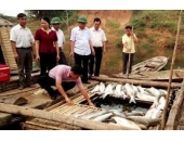 Quảng Bình: Hỗ trợ ngư dân, doanh nghiệp do hải sản chết